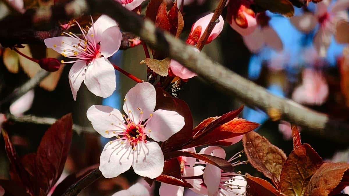 Filippində Apple Music-lə Marka Razılaşması: İndi Nə Başlayır?