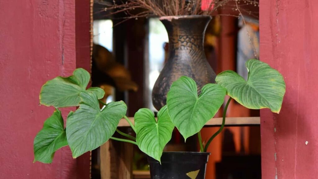 Azrbaycandan reklamclar ucun praktiki plan: Islandiya Reddit yaradclarn nec tapmaq, qiymtlndirmk v landing shifniz real trafik yonltmk.