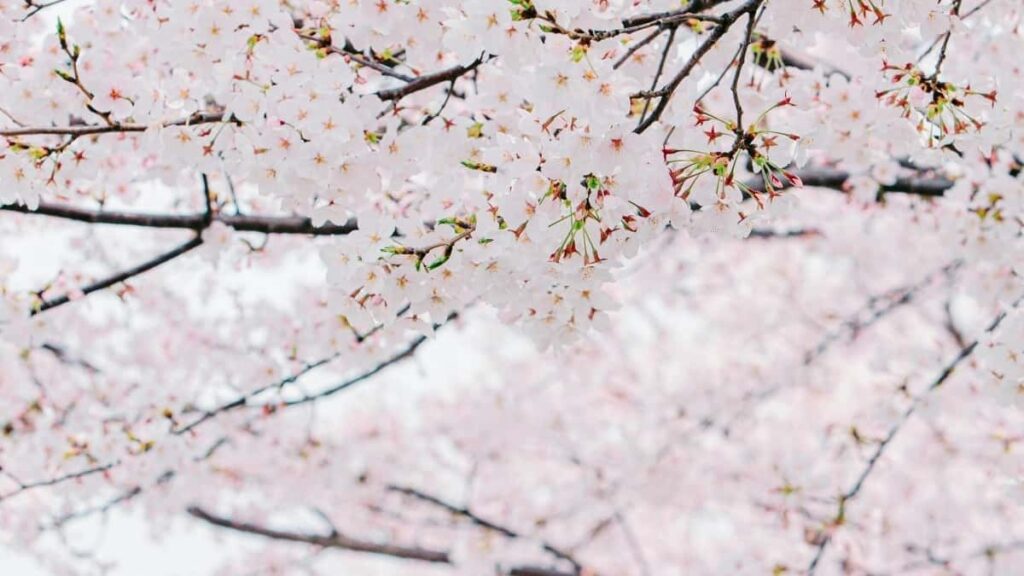 Azrbaycanl yaradclar ucun addm-addm bldci: Zalo uzrindn Sudiyy brendlri il laq, yerli adaptasiya v risklrin idarsi.