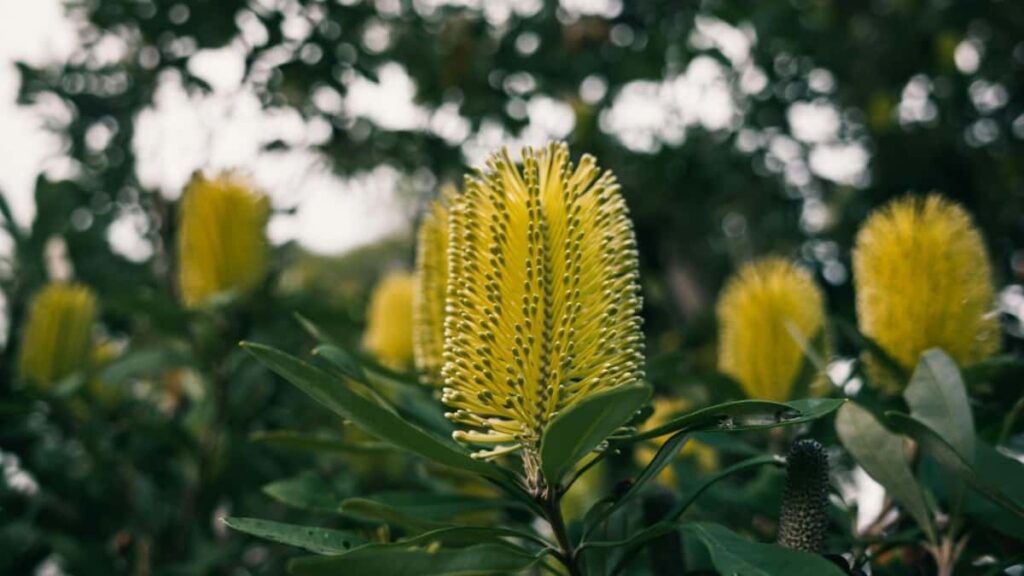 Roposo uzrindn Nepal brendlri il laq qurmaq ucun mli addmlar, yerli trend analizlri v praktiki outreach strategiyalar Baoliba trzind.