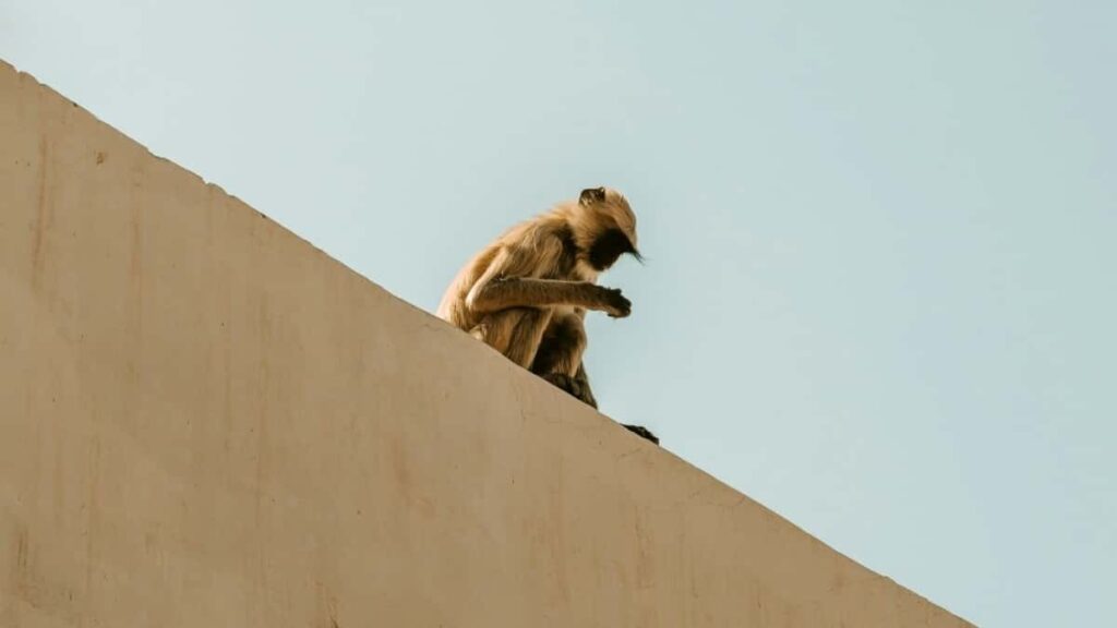 Azrbaycan reklamcs ucun praktiki bldci: Cexiya Clubhouse yaradclarn nec tapmaq, secmk v limited edition drop ucun mkdaslq qurmaq.