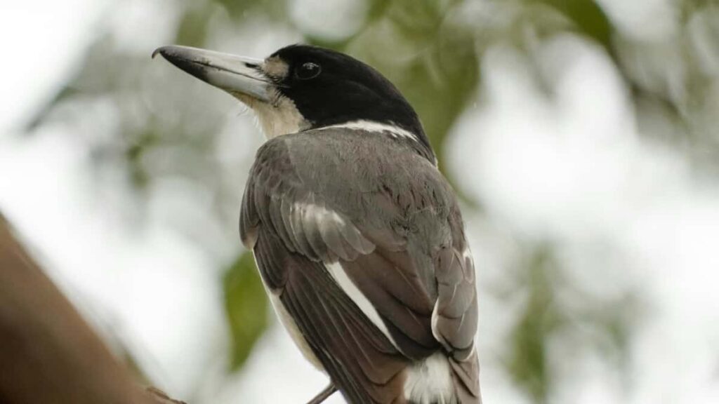 Azrbaycandan reklamclar ucun praktiki bldci: Yeni Zelandiyal Reddit creator-lar tapmaq, qiymtlndirmk v creator-led fitness challenge-lar baslatmaq ucun addm-addm strategiyalar.