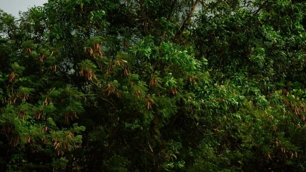 Misirli Etsy yaradclarn tapmaq, onlarn UGC-sindn istifad edib travel-avadanlq markanz qlobal auditoriyaya cxarmaq ucun praktiki taktika v yerli nuanslar.