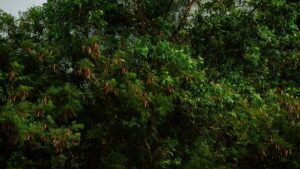 Misirli Etsy yaradclarn tapmaq, onlarn UGC-sindn istifad edib travel-avadanlq markanz qlobal auditoriyaya cxarmaq ucun praktiki taktika v yerli nuanslar.