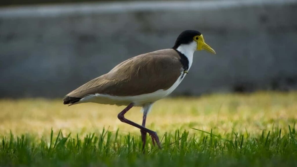 YouTube uzrindn Malta markalar il mkdaslq qurmagn praktik yolu: hdf, taktika, numunlr v lokal strategiyalar. 2025 noyabrna uygun, real addmlar v yoxlanms resurslar.