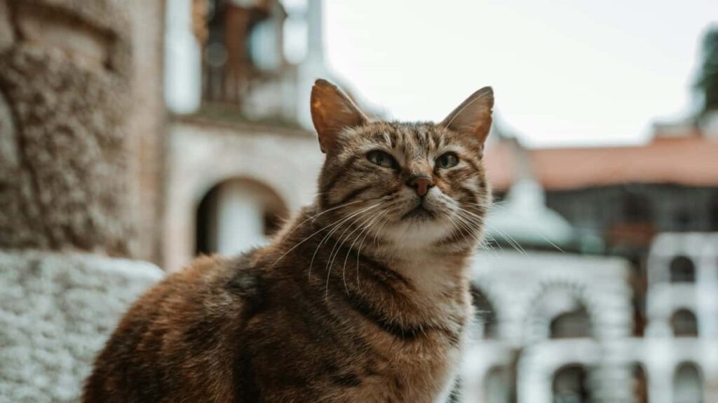 Azrbaycanl yaradclar ucun Hulu uzrindn Norvec brendlrin catmaq, branded content v affiliate imkanlar il bagl praktik yol xritsi v taktiki mslhtlr.