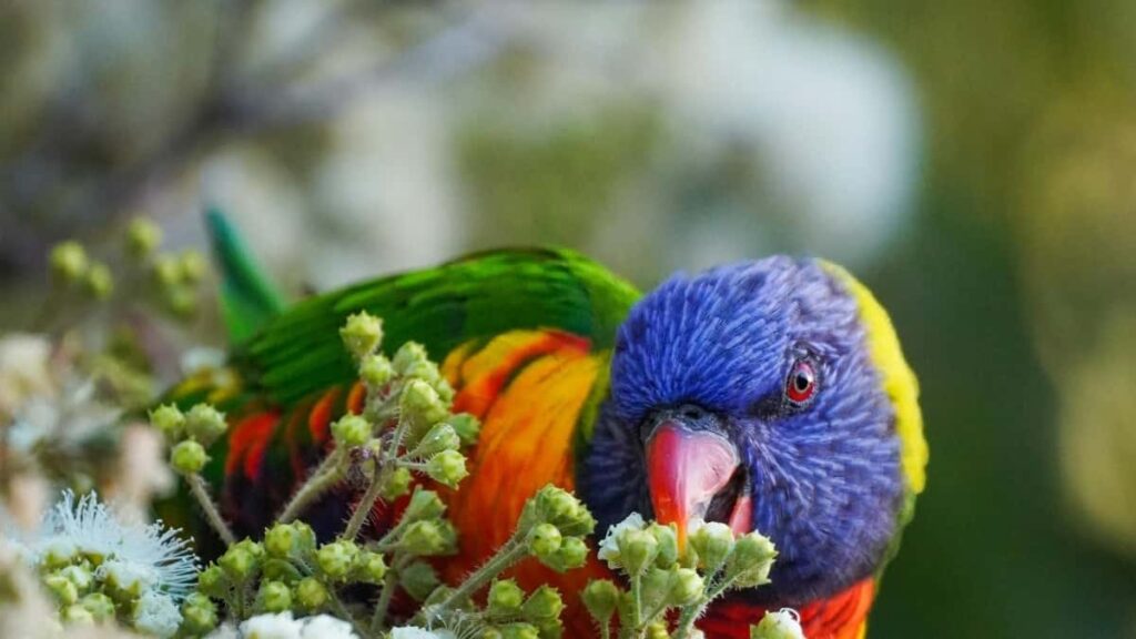 Azrbaycan reklamclar ucun praktik bldci: Vietnaml Amazon creator-lar tapmaq, musiqi auditoriyasna yonlmk v creator content vasitsil konvertasiya artrmaq.