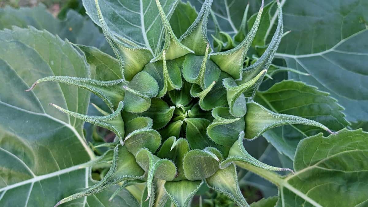 Boliviya brendlərinə Hulu vasitəsilə necə çatmaq — yaradıcılar üçün praktika