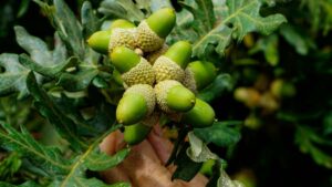 Azrbaycandan yaradclar ucun praktik bldci: Amazon uzrind Israil markalar il nec laq qurmaq, hans kanallardan istifad etmk v ugurlu kross-promosiyalar ucun taktika.