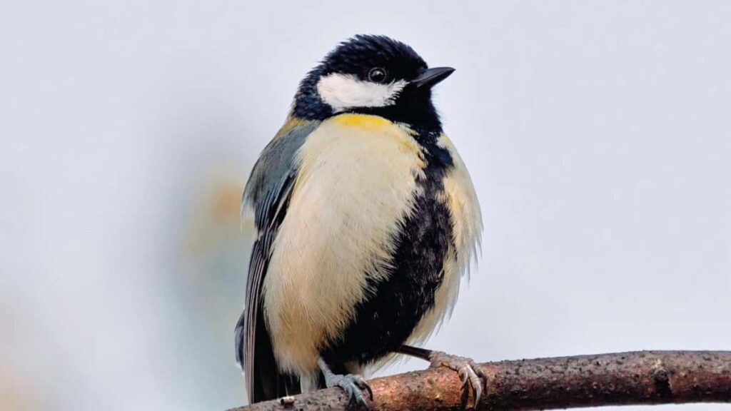 Azrbaycandan creator ucun praktiki bldci: Hulu vasitsil Panama markalar il laq, mhsul seeding, reklam v kampaniya taktikalri real numunlr v addm-addm plan.