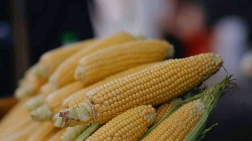 Xiaohongshu-da Avstriya markalarna nec catmaq, canl demo tskil etmk v Dianping il yolmagaza strategiyasn birlsdirmk bard praktik, lokal v nticyonumlu tlimat.