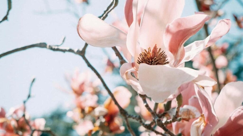 Azrbaycandan Kuaishou/Kwai uzrindn Kolumbiya markalar il mkdaslq qurmaq ucun praktiki taktika, lokal trendlr v texniki addmlar. Qsa v ttbiq yonlik bldci.