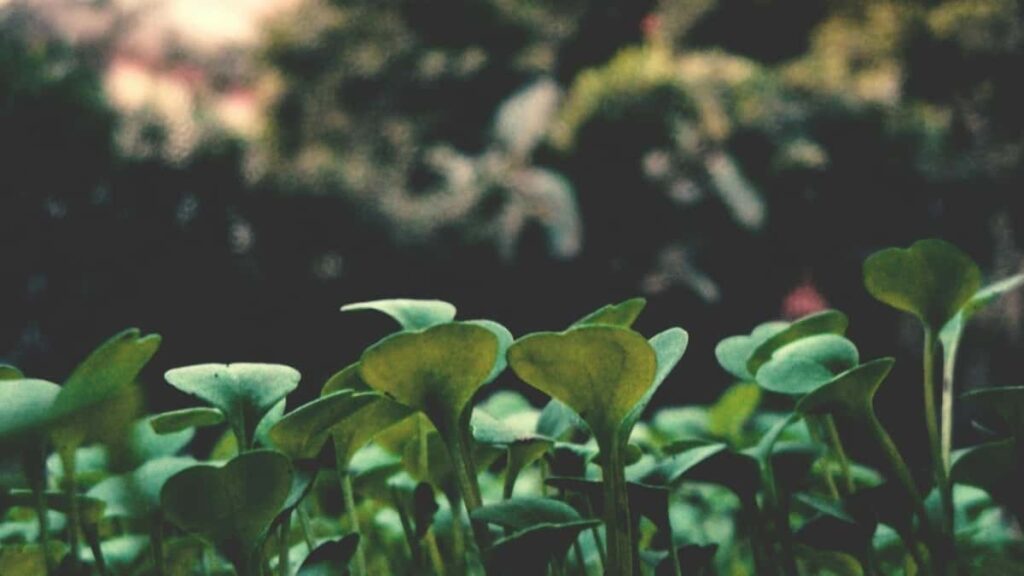 Azrbaycanl yaradclar ucun praktik bldci: Ispaniya brendlrin TikTok vasitsil nec catmaq, lokal mzmun nec hazrlamaq v kampaniyalar nec lokalizasiyaya cevirmk.